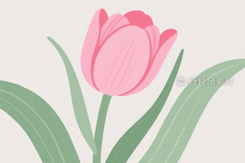 粉色郁金香插画