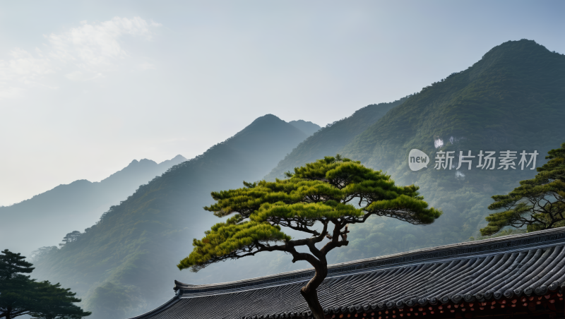 一棵松树高清风景图片