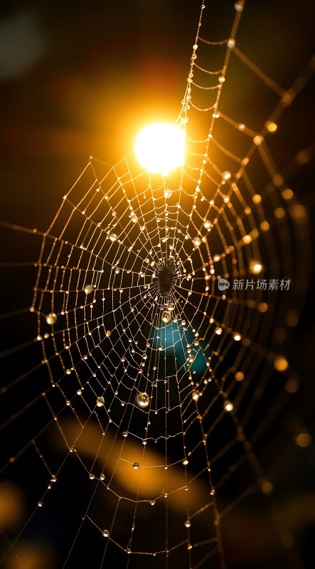 阳光下的晶莹蛛网