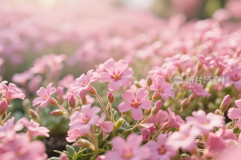 粉色花丛风景图