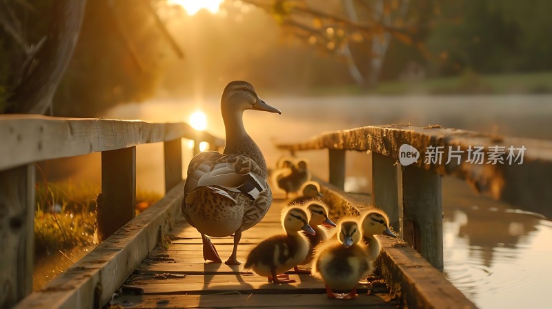 母鸭带小鸭散步