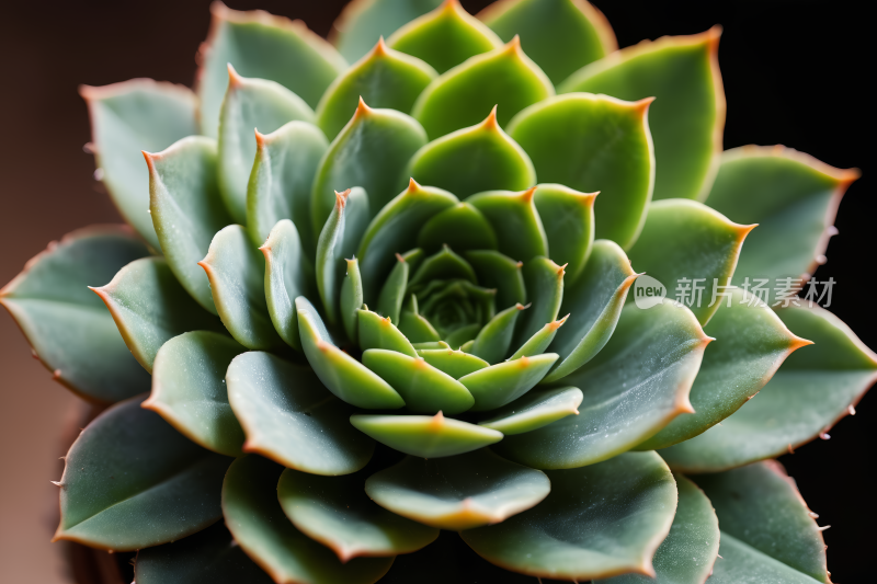 棕色背景的绿色植物的特写高清图片