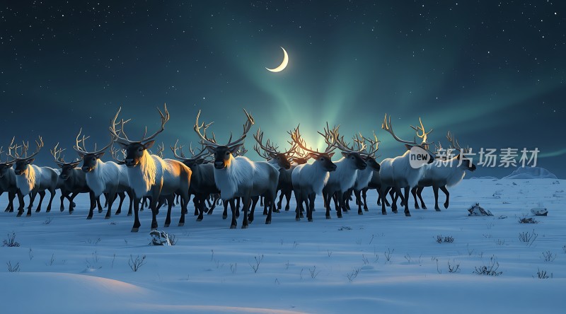 雪原上的麋鹿群