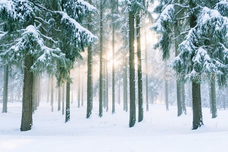 冬日雪林风景