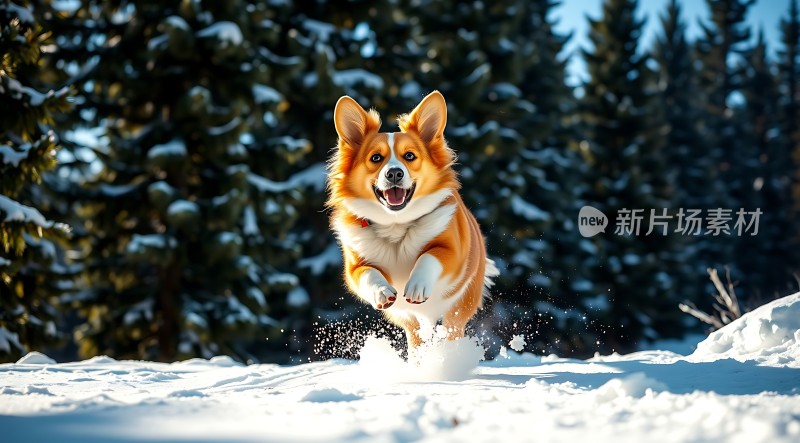雪地中奔跑的柯基犬