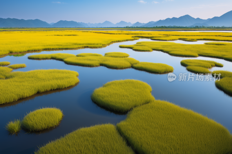 草地有水前景有黄色花朵高清风景风光图片