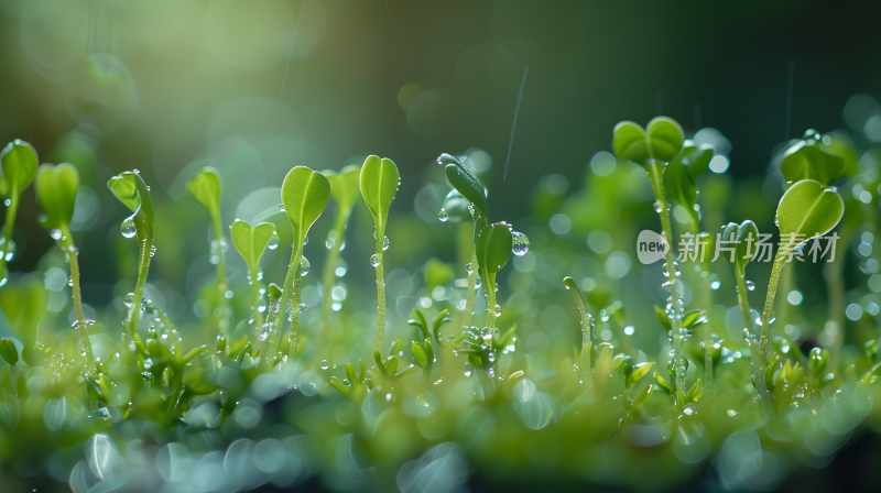 大自然发芽的植物下雨潮湿环境背景