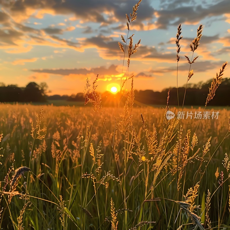 金色夕阳下的草地