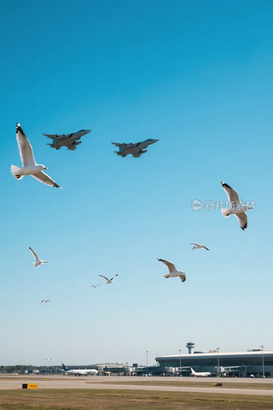 机场上空飞鸟与战机同飞