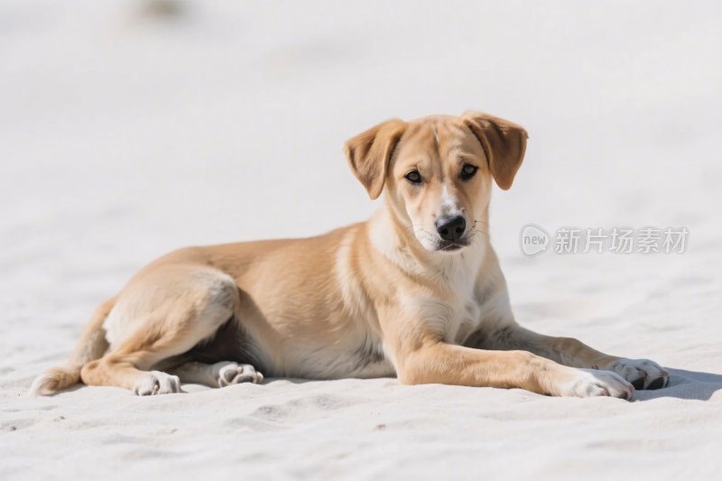 沙滩上的小狗