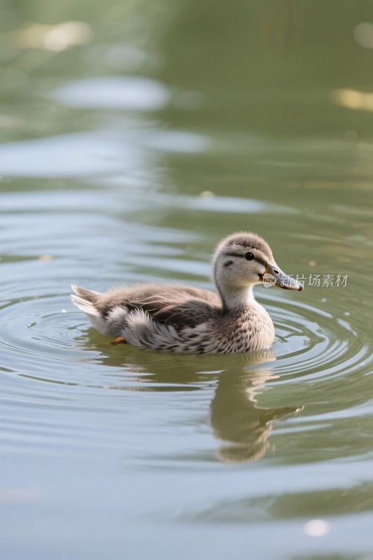 小鸭游水画面