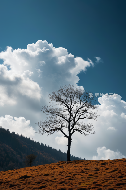 山上一棵孤树天空高清风景图片