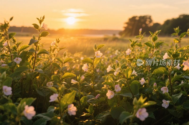 夕阳下花草风景
