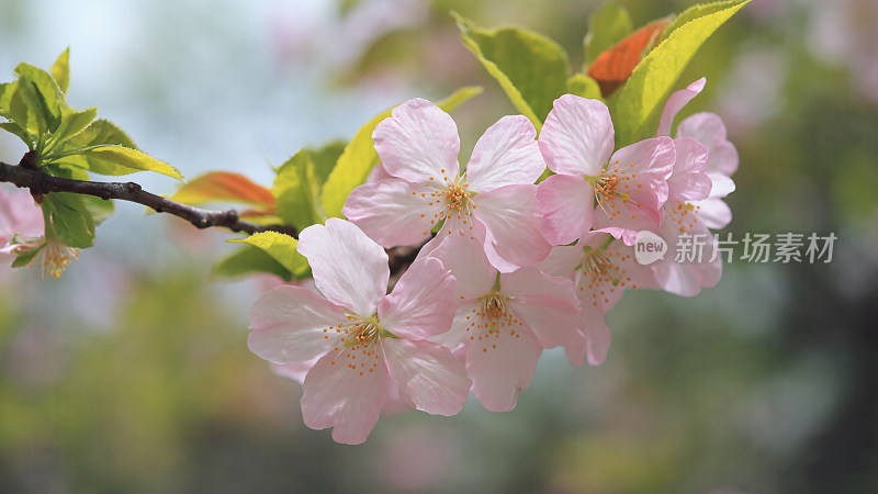 春日枝头上的樱花特写