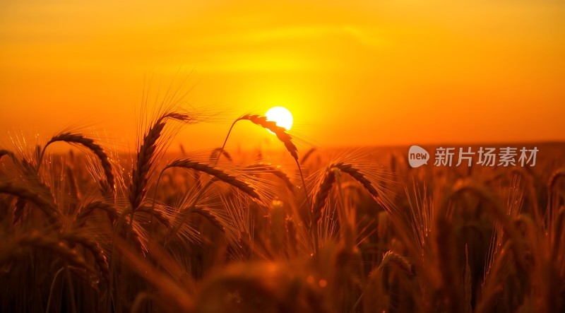 金色麦浪映夕阳