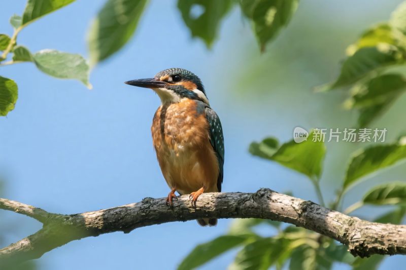 翠鸟栖息在树枝上