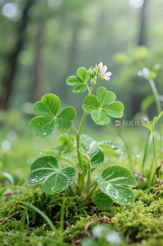 森林四叶草带水珠
