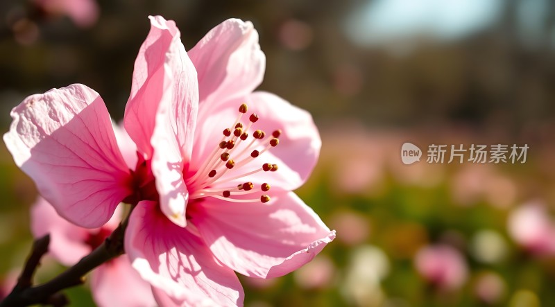 粉红桃花绽放阳光下的美丽瞬间