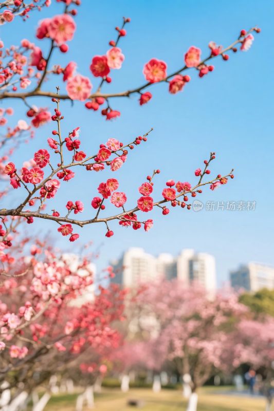 樱花枝头春景图