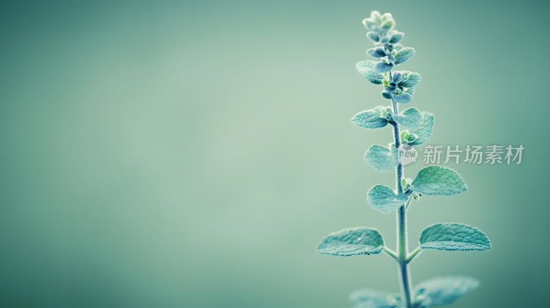 绿色草本植物茎特写