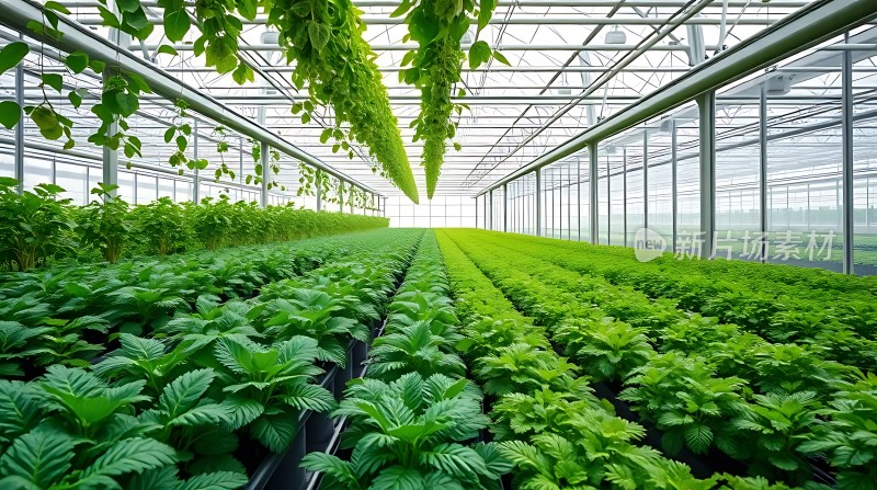 绿色植物大棚种植基地