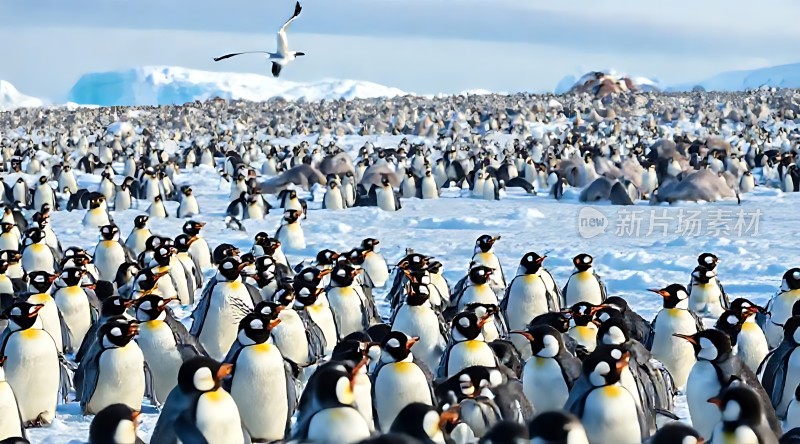 南极企鹅群聚雪地景观