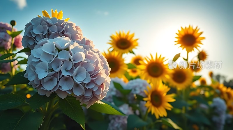 阳光下的绣球花与向日葵