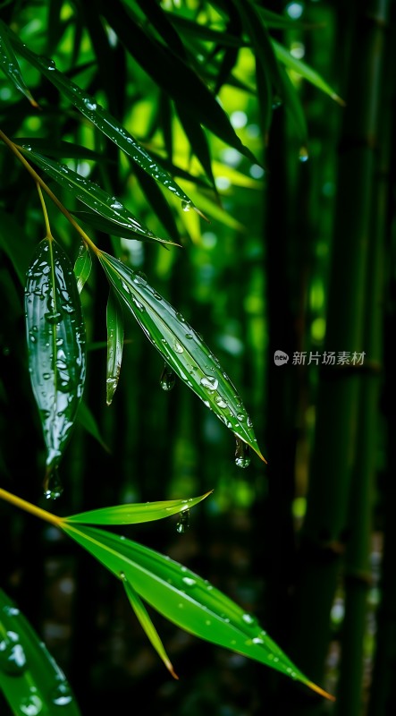 雨后竹叶上的露珠