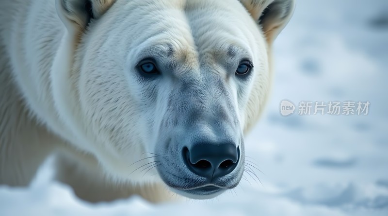 雪原上的守护者——北极熊