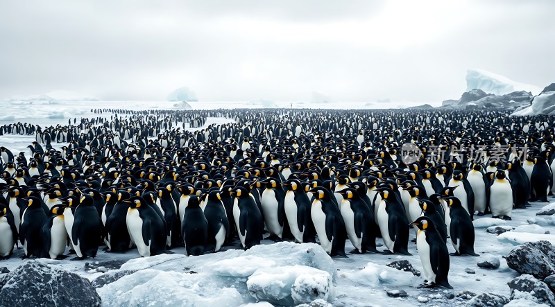 南极企鹅大军集结