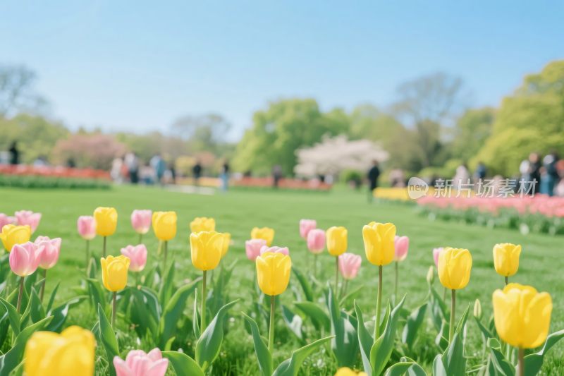 春日郁金香花海