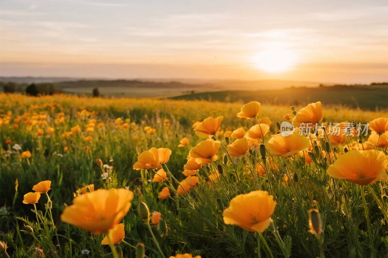 夕阳下的黄花风景