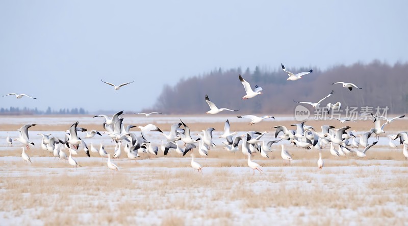 雪地上的飞翔与漫步的白鹭群