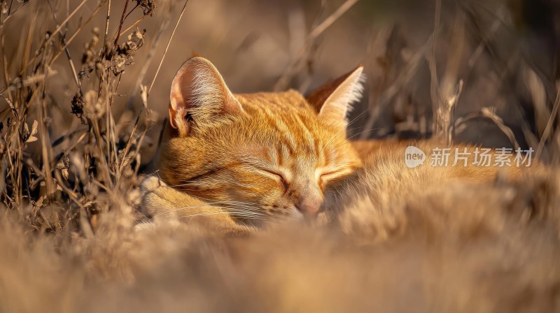 睡觉的橘猫