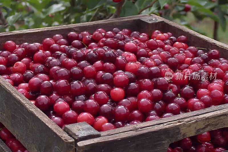 木箱中装满鲜红樱桃