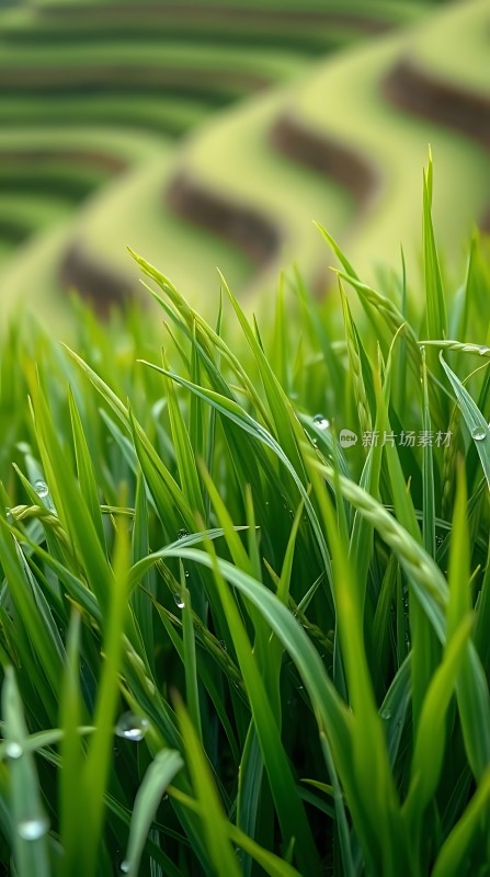 翠绿梯田映晨露