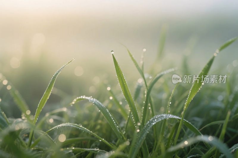 晨露草叶特写图