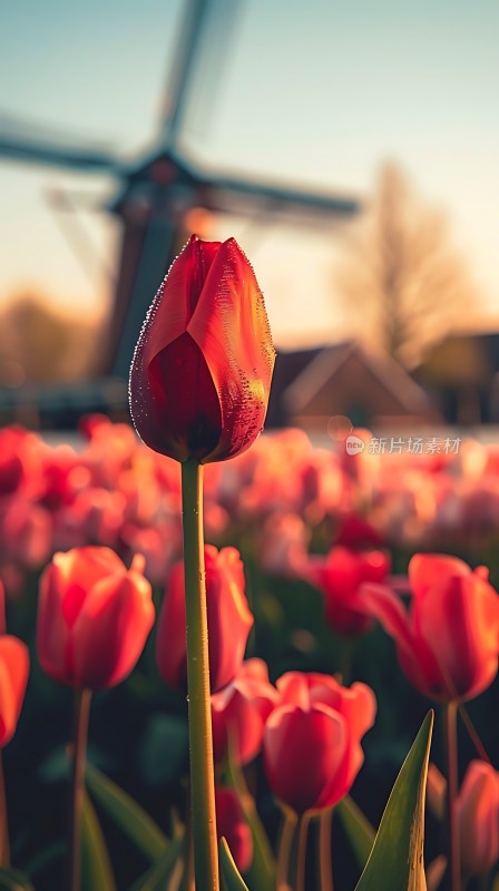 阳光下的红郁金香与风车