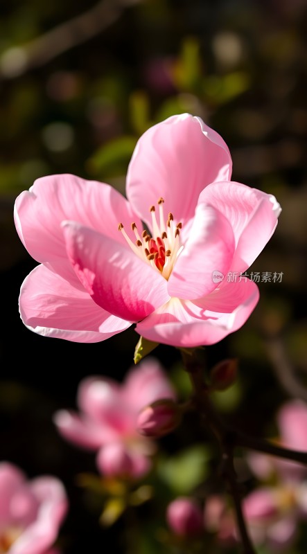 粉红桃花绽放春意浓