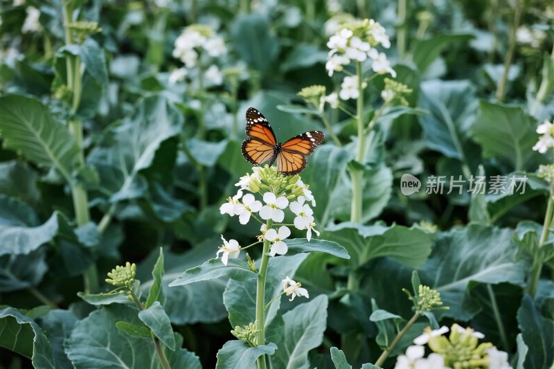 花丛中停歇的蝴蝶