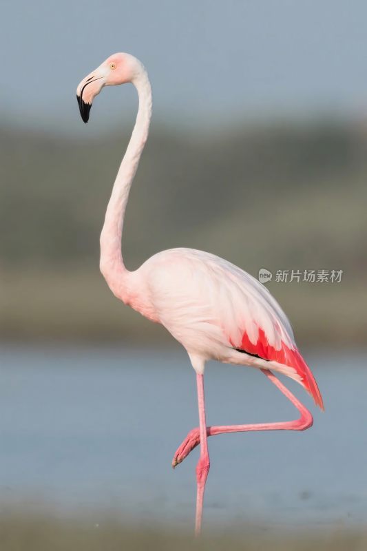 火烈鸟自然摄影