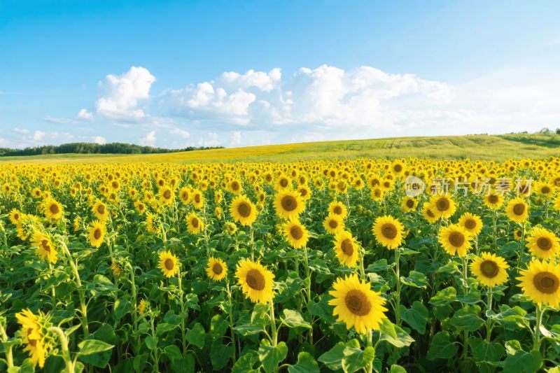 向日葵田园风景