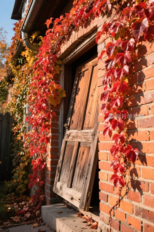 红叶藤蔓老木门