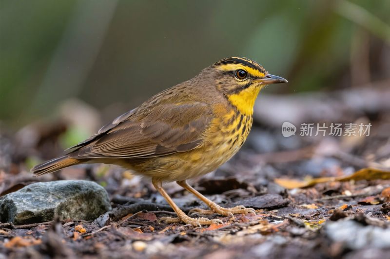 地面栖息的鸟类摄影