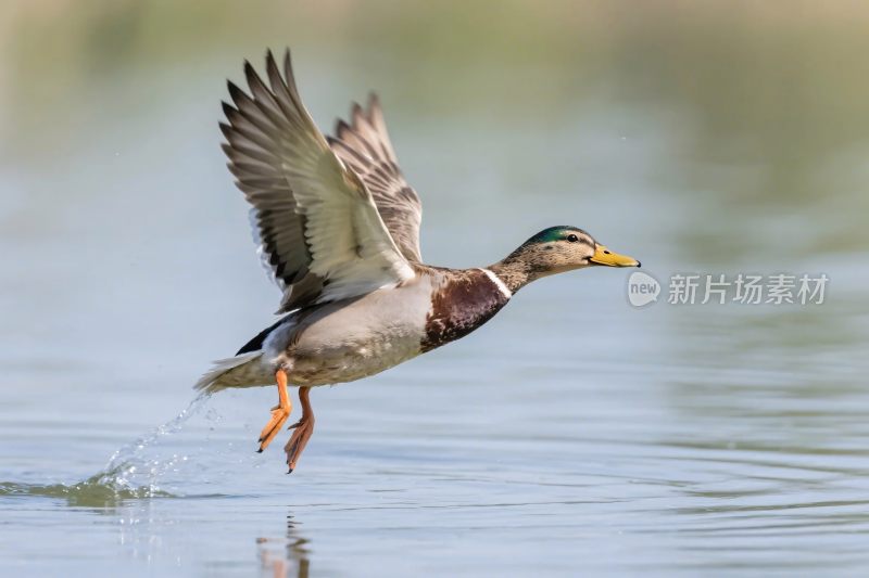 水面上飞翔的鸭子