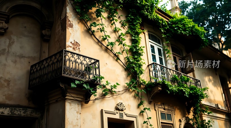 藤蔓缠绕的老建筑