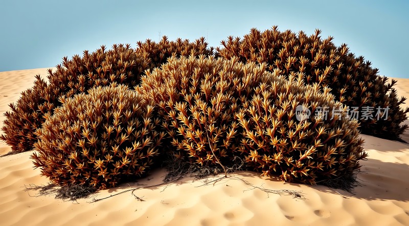 沙丘上的坚韧生命