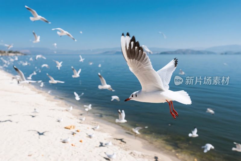 飞翔的海鸥与海岸风景