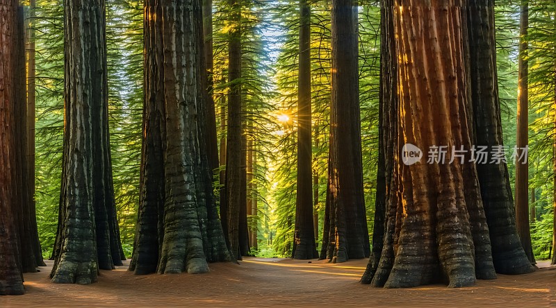 阳光下的森林秘境