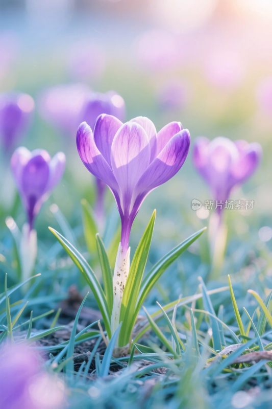 春日紫花草地风光